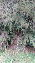 Metrosideros colensoi