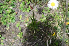 Leucanthemum vulgare