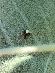 Theridula
