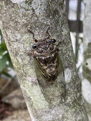Cryptotympana facialis