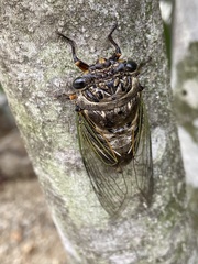 Cryptotympana facialis