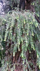 Metrosideros colensoi