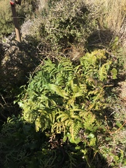 Asplenium appendiculatum maritimum