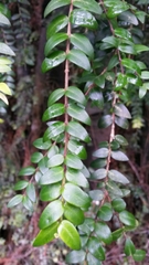 Metrosideros colensoi