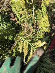 Asplenium appendiculatum maritimum