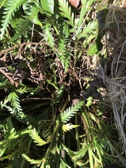 Asplenium appendiculatum maritimum