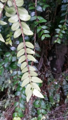 Metrosideros colensoi