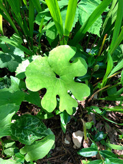 Sanguinaria canadensis