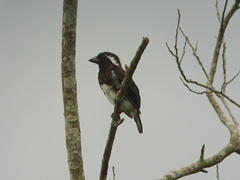 Stactolaema leucotis