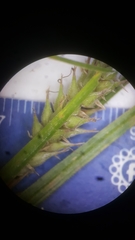 Carex trichocarpa