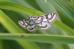 Nymphula nitidulata