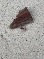 Pogonomyrmex