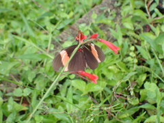 Heliconius erato adana