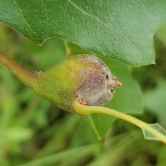 Zapatella quercusphellos