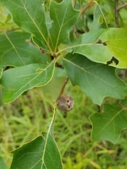 Zapatella quercusphellos