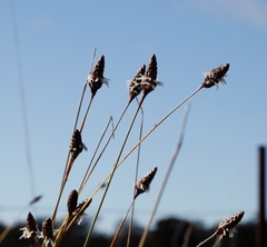 Ecdeiocolea monostachya