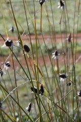 Ecdeiocolea monostachya