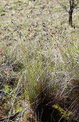 Ecdeiocolea monostachya