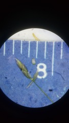 Eragrostis capillaris