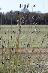 Ecdeiocolea monostachya