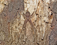 Tamopsis fickerti