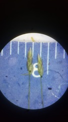 Eragrostis capillaris