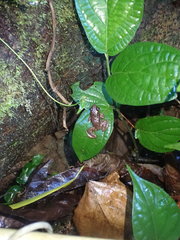 Mannophryne trinitatis