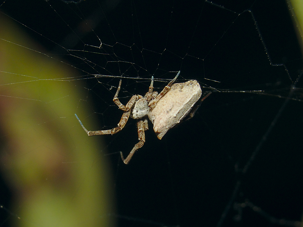 Philoponella variabilis