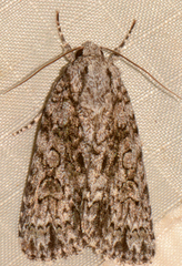 Acronicta hamamelis