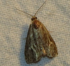 Olethreutes quadrifidum
