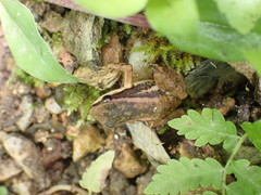 Mannophryne trinitatis