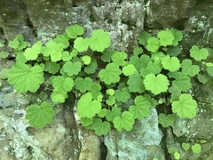 Heuchera missouriensis