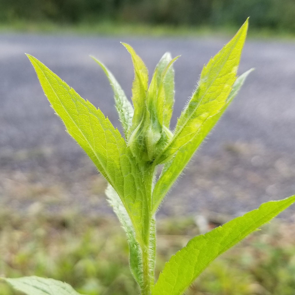 Dasineura folliculi