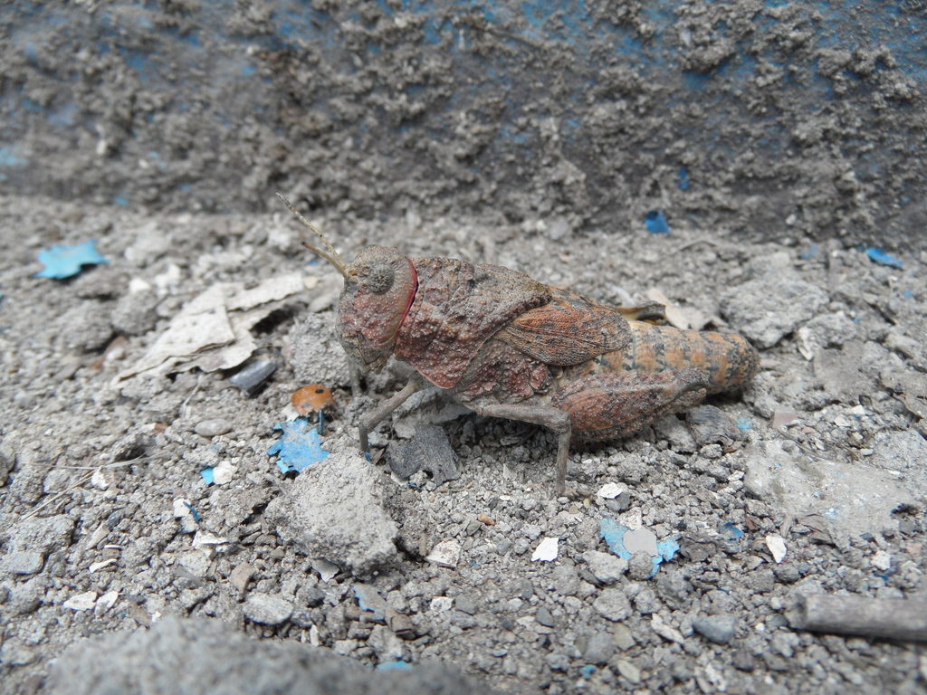 Eremocharis afghana
