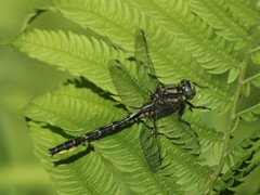 Phanogomphus borealis
