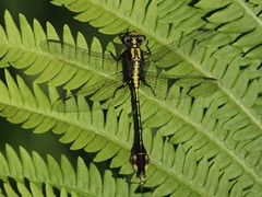 Gomphurus ventricosus
