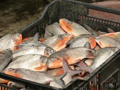 Piaractus brachypomus