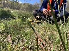Pterostylis decurva