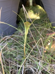 Pterostylis decurva