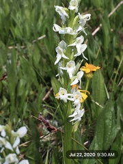Platanthera dilatata albiflora