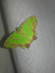 Agathia hemithearia