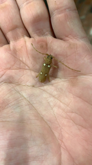 Eburia quadrigeminata