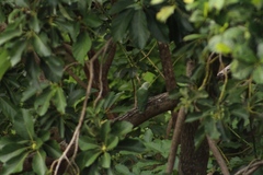 Ptilinopus purpuratus