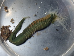 Eupolymnia heterobranchia