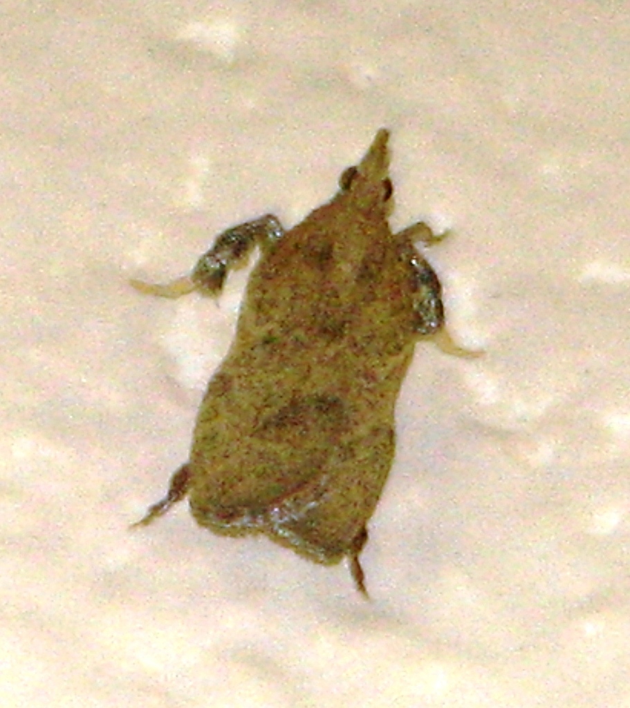 Negalasa fumalis