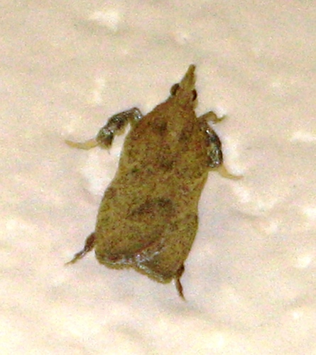 Negalasa fumalis
