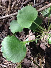 Ranunculus inamoenus