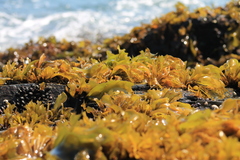 Mazzaella laminarioides