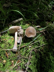 Inocybe insignis