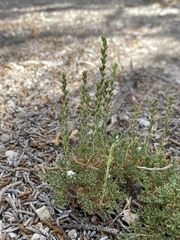 Artemisia pygmaea